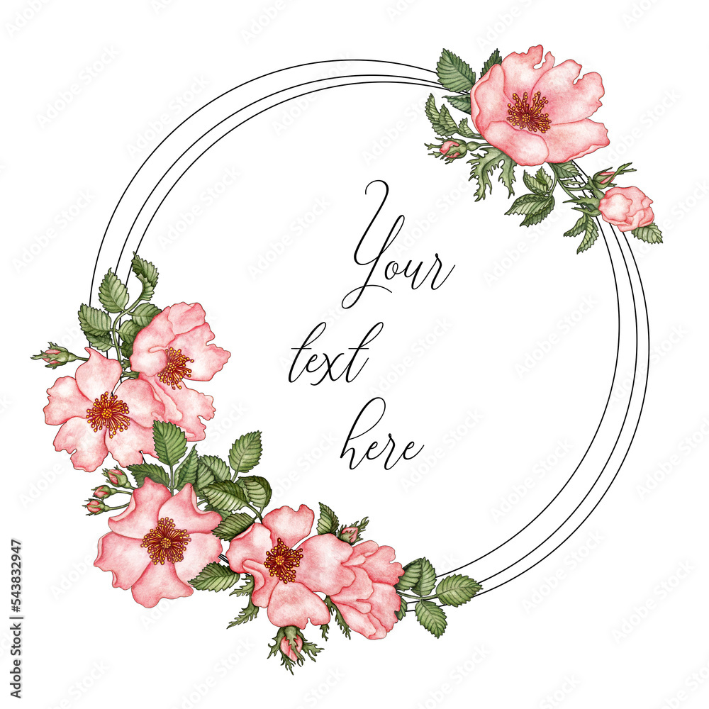 Watercolor hand painted dog roses flowers round frame on transparent background. Valentine's card. Floral wreath, perfect for wedding invitations, babyshower, greeting cards. Spring wild roses
