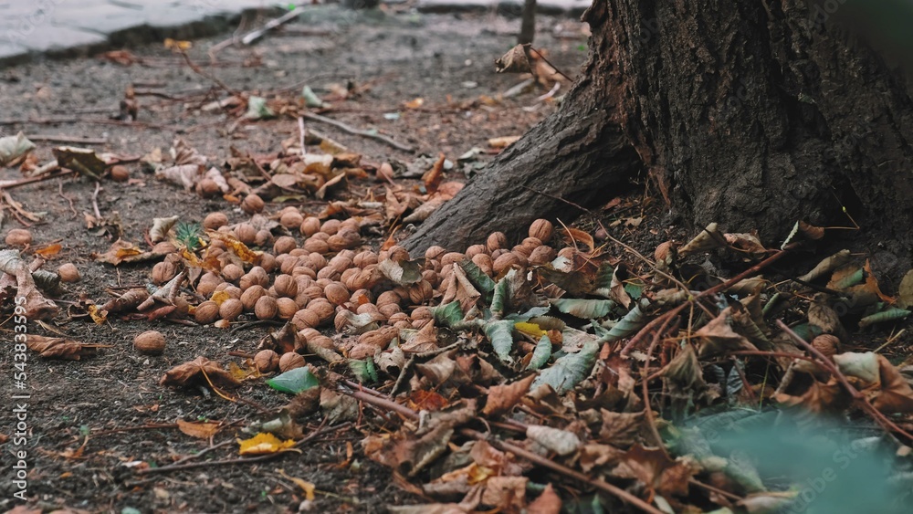 Supply of Edible Walnuts Collected by Squirrel before Winter Season Supply of Edible Walnuts Collected by Squirrel before Winter Season