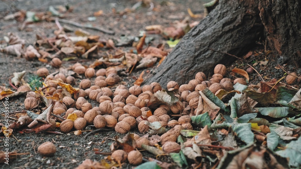 Supply of Edible Walnuts Collected by Squirrel before Winter Season