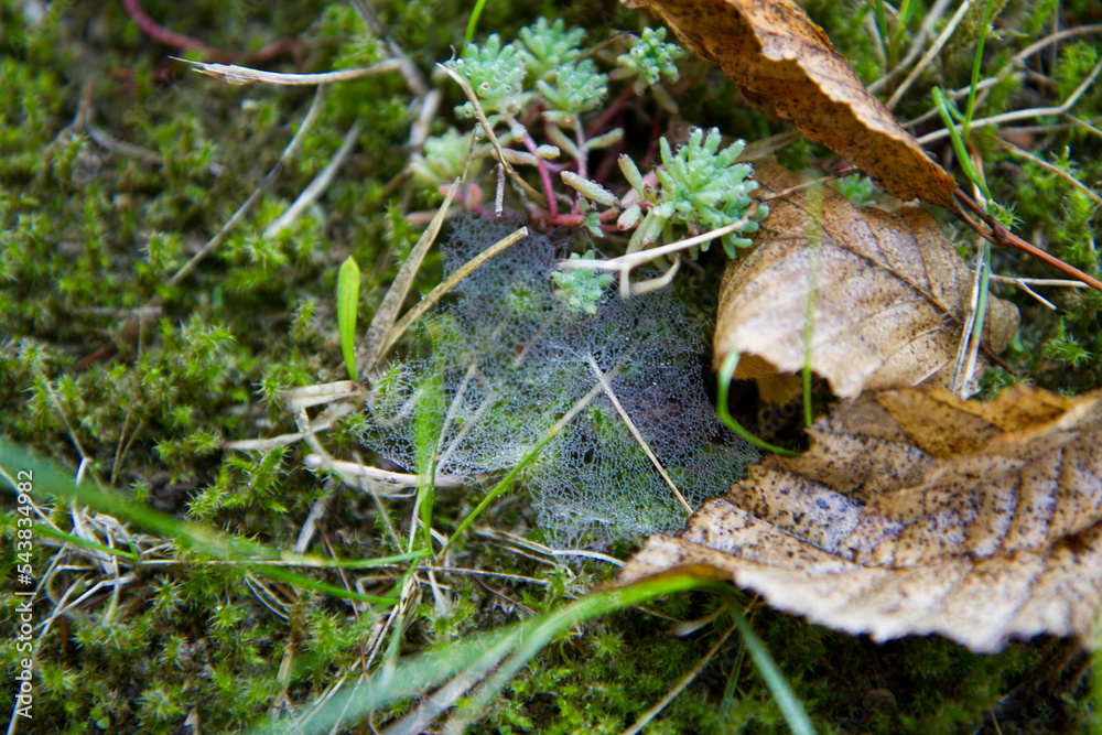 Spider web among grass in a meadow Spider web among grass in a meadow