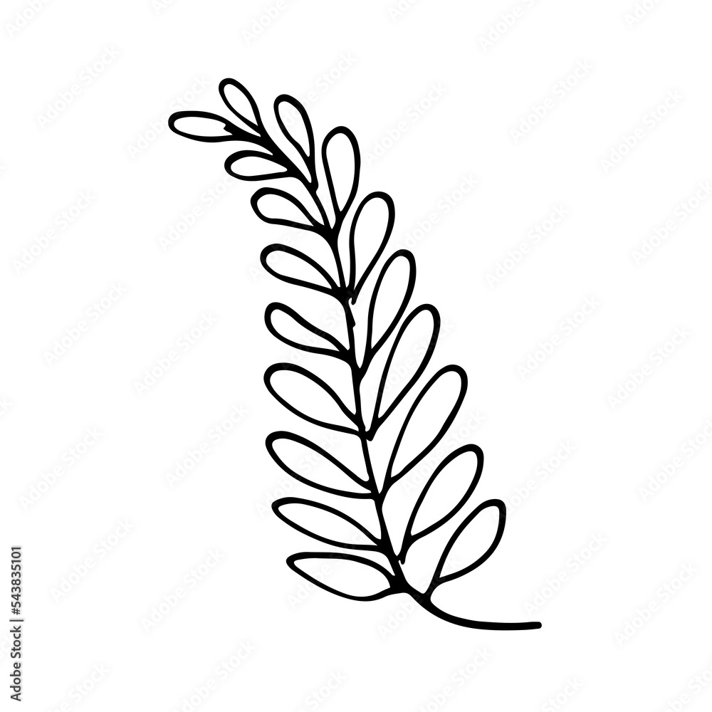 Vector branch and leave. Hand drawn floral elements. Vintage botanical doodle illustrations.