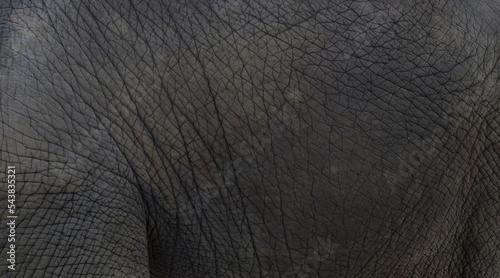 Photography Close up of elephants Skin texture