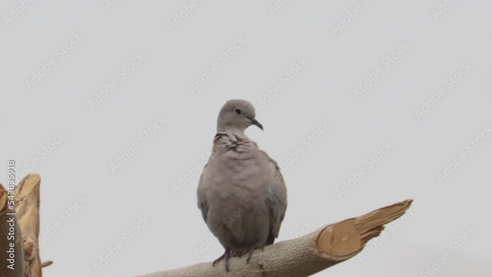 indian white Dove bird perching on the tree indian white Dove bird perching on the tree