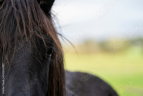 Beautiful friesian yearling foal in a field photo