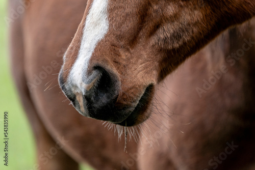 brown Lusitano horse close up © PIC by Femke