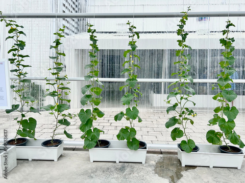 Artificial Urban garden was created in the concept of living with nature in amidst global warming crisis. These pumpkins are growing in the plastic pot. They are climbing upward on the rope.