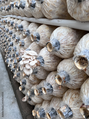Growing Mushrooms in greenhouses. Cultivated grey oyster mushrooms on a farm. Oyster mushrooms growing out of the lump bag.