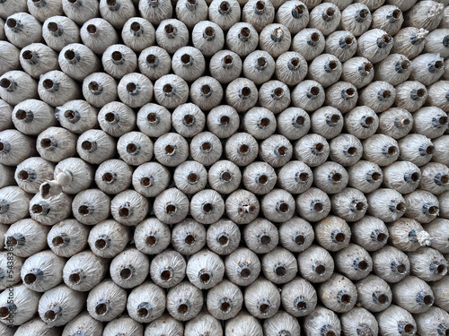 Front view, raw of grey oyster mushrooms in lump bags are growing on a mushrooms farm, Oyster mushrooms cultivation at farm.