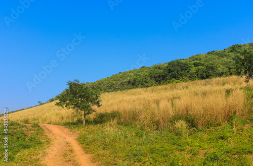 One tree and Yellow desho field with background is sky and mountain