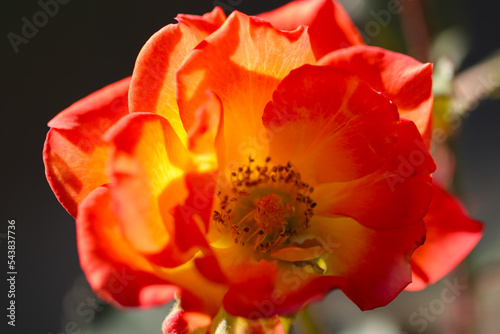 Gorgeous red and orange colorful rose flowerhead, closeup macro birabira photography.