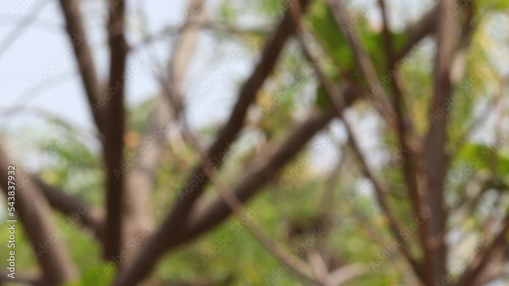 Green color abstract blur bokeh background and large tree and light in natural garden. Green color abstract blur bokeh background and large tree and light in natural garden.