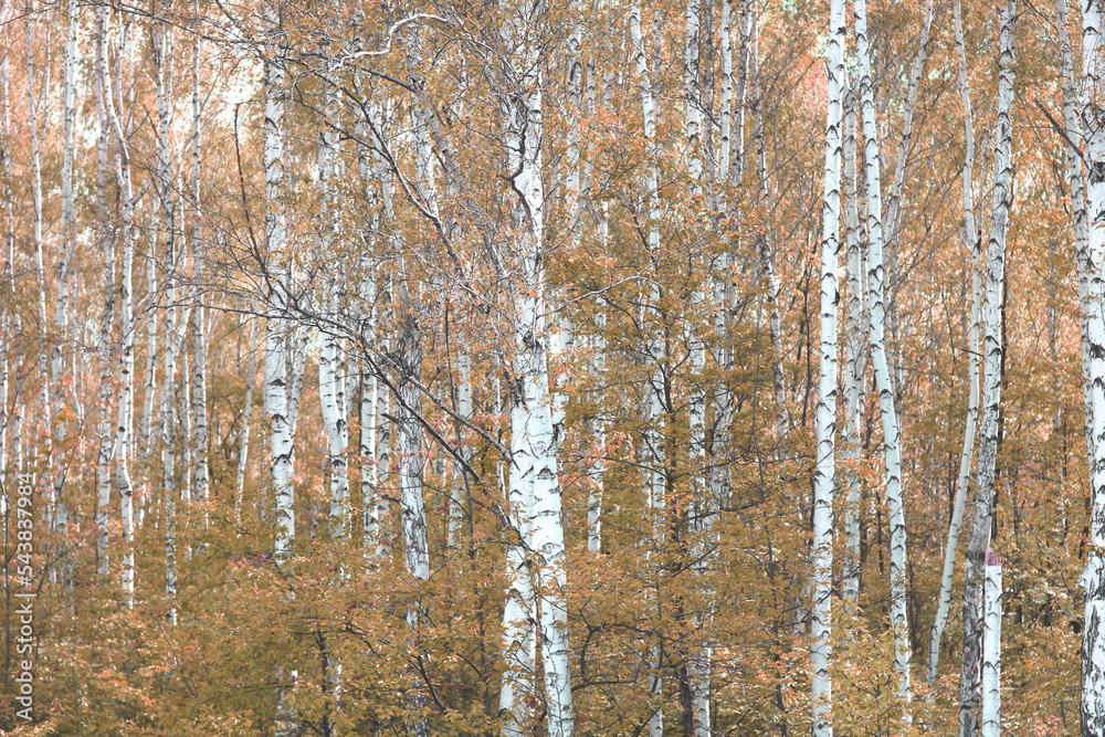 Fototapeta premium Beautiful birch trees in autumn