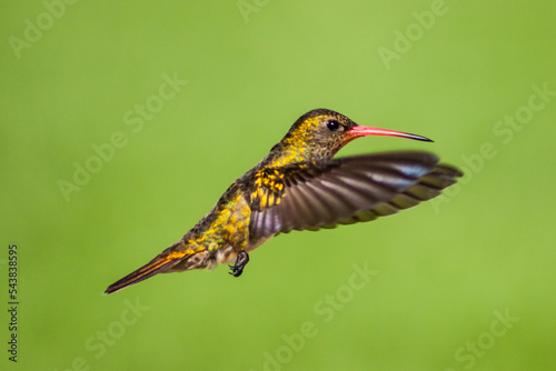 COLIBRI VOLANDO