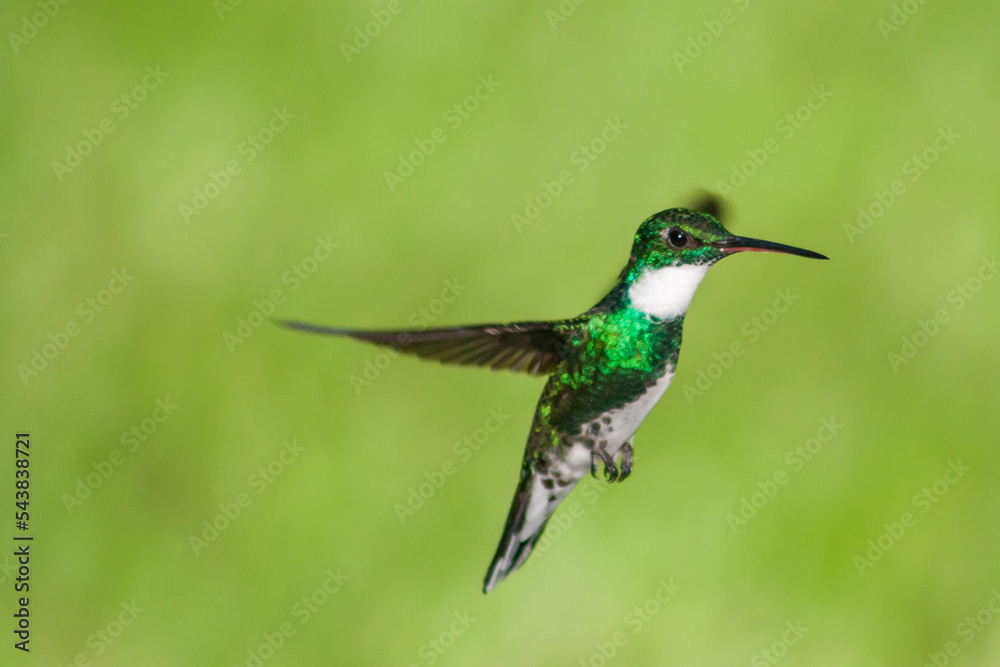 Naklejka premium COLIBRI VOLANDO