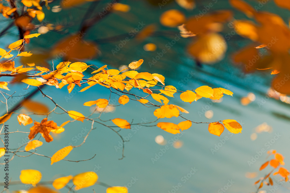 Beautiful nature closeup. Gold orange fall leaves in park, autumn natural background on peaceful blurred foliage. Relaxing nature leaves, colors. Serene tranquil sunshine abstract forest landscape