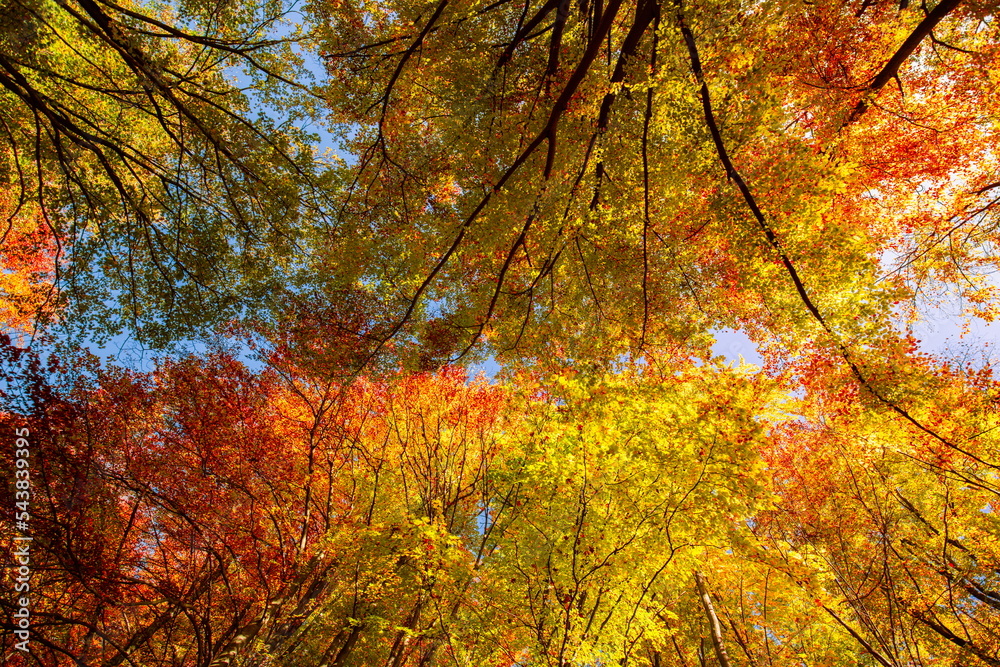 Autumn yellow orange leaves on blue sky background. Golden autumn concept. Sunny day, warm weather. Autumn dream landscape. Autumnal serene scenic view of tree leaves sky background. Beautiful nature Autumn yellow orange leaves on blue sky background. Golden autumn concept. Sunny day, warm weather. Autumn dream landscape. Autumnal serene scenic view of tree leaves sky background. Beautiful nature