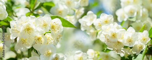 jasmine flowers in a garden