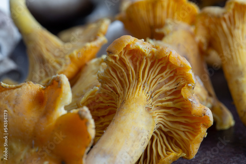 chanterelle mushrooms, close up