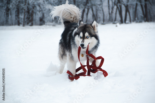 Husky plays with his red leash in front of a white snowy meadow in the middle of the forest © Tetiana_Chykalova