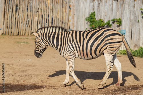 Black and white striped animal Zebra - Equus.