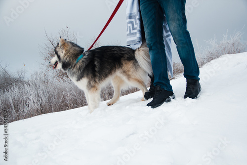 A young couple in love walks through the snow with a husky on a red leash
