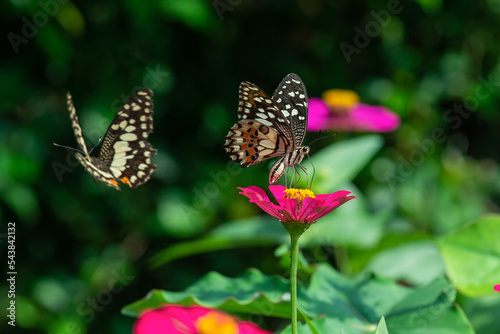 a lime butterfly papilio drink nectar from a pink zinnia flower at the garden with bokeh background © Ralfa Padantya