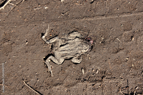 End of a Toad Migration
