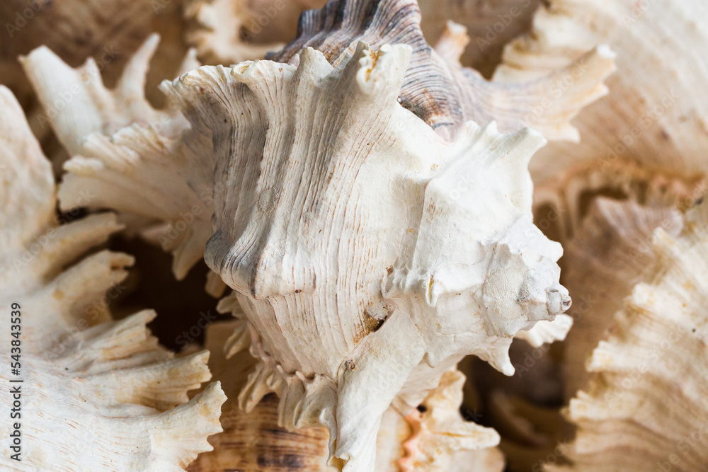Detail shot of white sea shells with texture Detail shot of white sea shells with texture