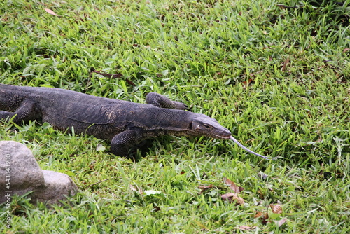 Malayan Water Monitor in a park