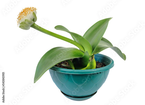 Haemanthus Albiflos" Images  Browse 89 Stock Photos, Vectors, and Video |  Adobe Stock