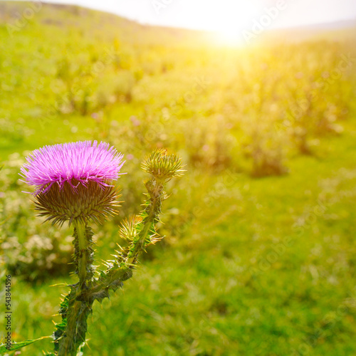 Flowering thistle in the meadow on a bright sunny day.