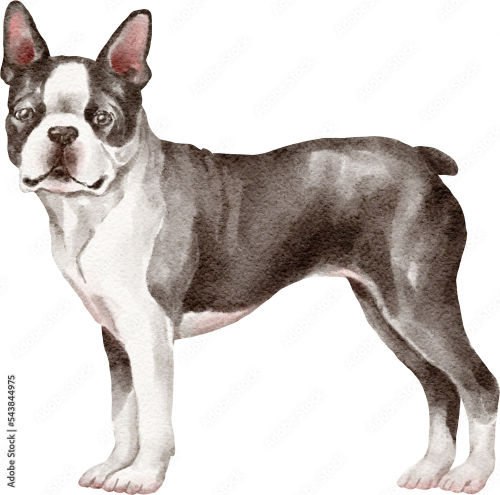 Boston terrier dog illustration