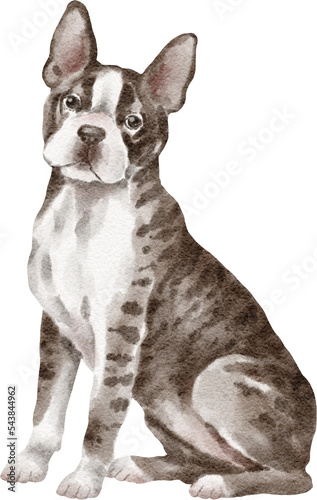 Boston terrier dog illustration © Anastasiya