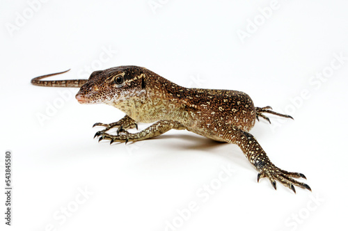 Timor monitor // Timor-Waran (Varanus timorensis) photo