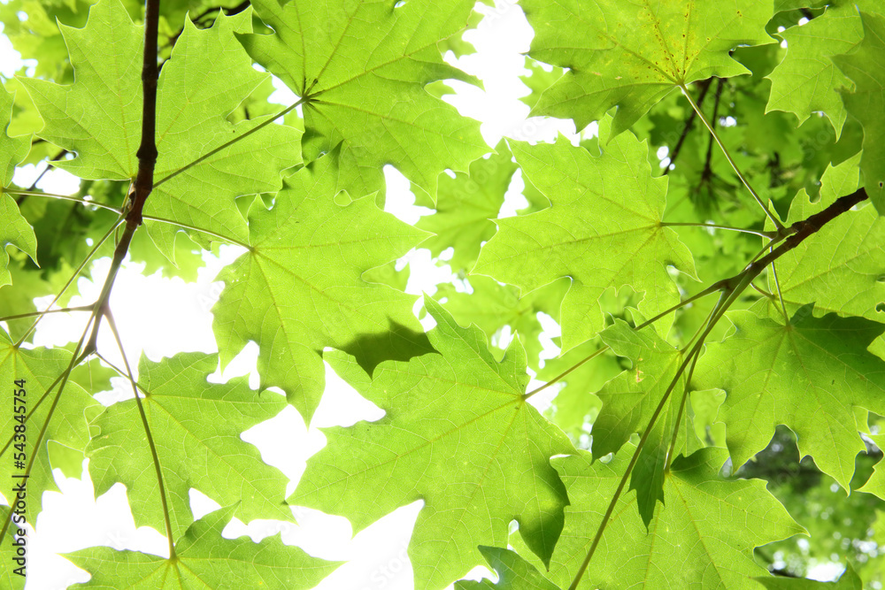 Leaves lit by the sun. Beautiful colors of strong green. A composition of leaves on a twig. Leaves lit by the sun. Beautiful colors of strong green. A composition of leaves on a twig.