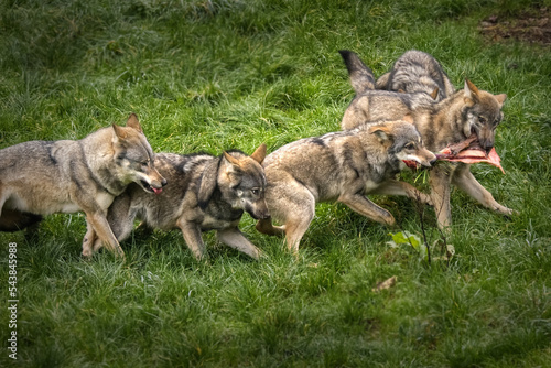 Fototapeta Wolfsrudel beim Streit um die Beute