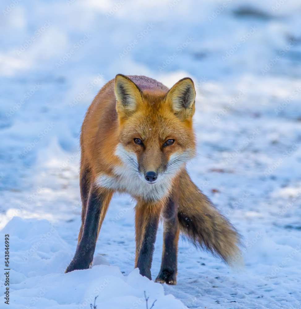 Obraz premium Red fox