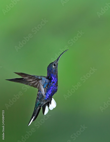 Violet sabrewing hummingbird (Campylopterus hemileucurus) in flight in Costa Rica photo