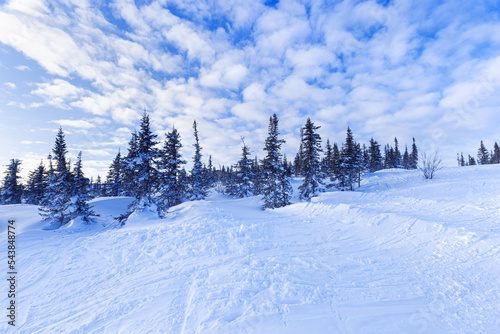 Winter fir trees on on top of mountain, nature view with blue cloudy sky and white snow. Natural Winter scenery in Sheregesh ski resort in Russia, Siberia. Panoramic view of forest on mount.