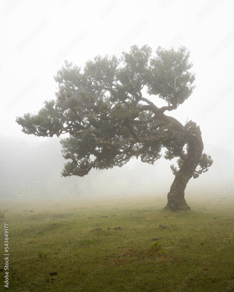 Naklejka premium Vertical shot of a beautiful laurel tree in the green meadow on a foggy day. Fanal Forest, Madeira.