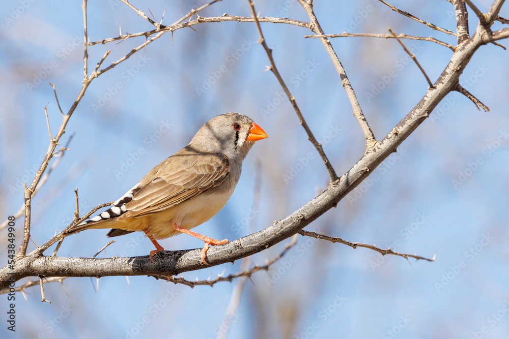 Sunda Zebra Finch (Taeniopygia guttata) perched in a tree Sunda Zebra Finch (Taeniopygia guttata) perched in a tree