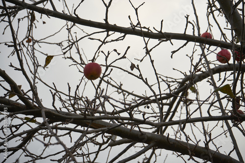 jabłko na gałęzi bez liści ,jesień 