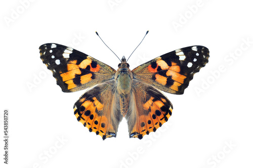 Painted lady butterfly, isolated on transparent background