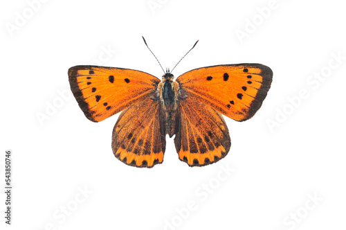 Large copper butterfly, isolated on transparent background photo