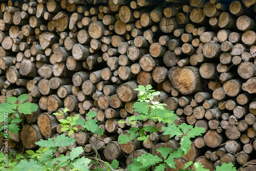 Piled firewood in the forest