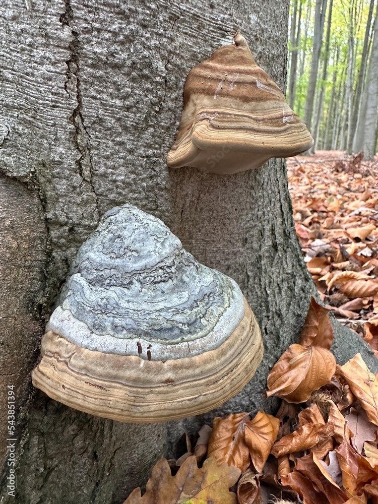 pilz, mushroom, natur, wald, essen, herbst, braun, holz, baum, makro, giftpilz, jahreszeit, baumpilz, landschft