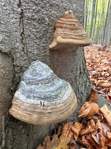 Obraz na płótnie pilz, mushroom, natur, wald, essen, herbst, braun, holz, baum, makro, giftpilz, jahreszeit, baumpilz, landschft w salonie