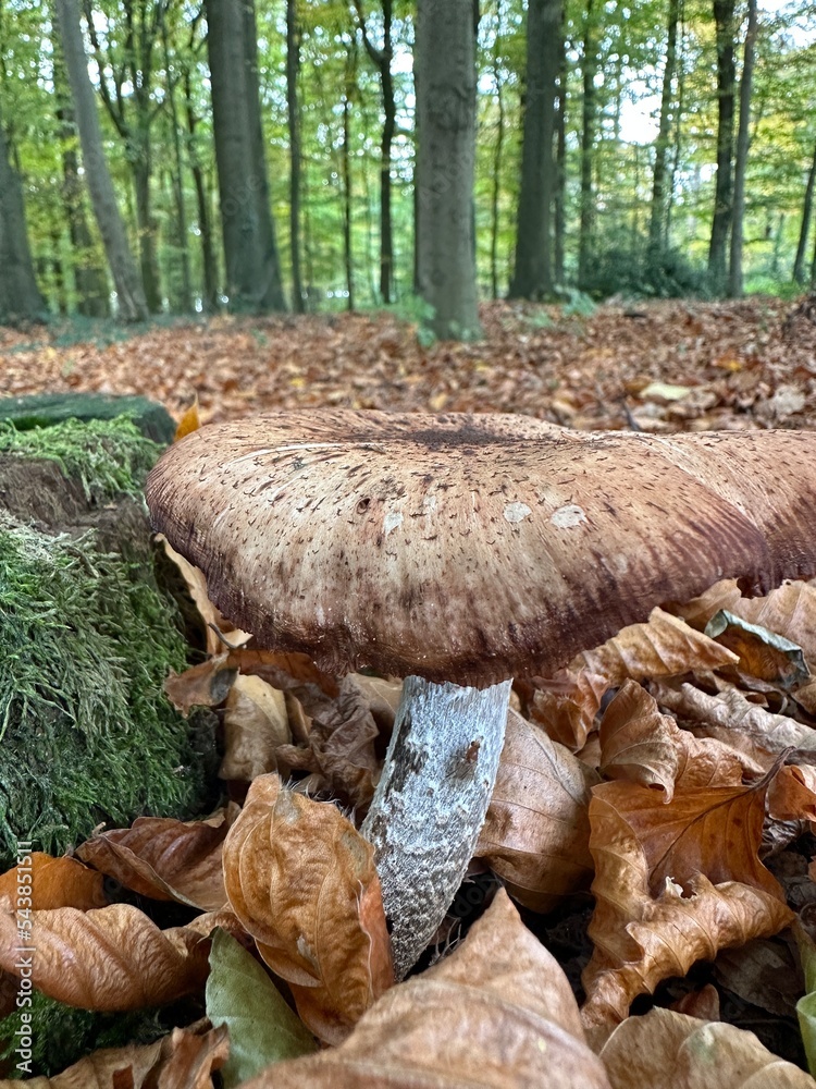 pilz, mushroom, natur, wald, essen, herbst, braun, holz, baum, makro, giftpilz, jahreszeit, baumpilz, landschft