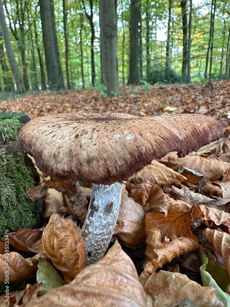 pilz, mushroom, natur, wald, essen, herbst, braun, holz, baum, makro, giftpilz, jahreszeit, baumpilz, landschft