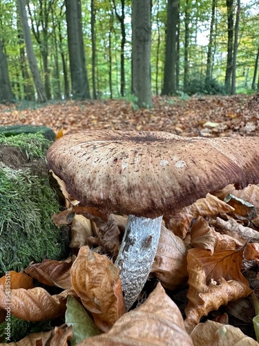 Obraz na płótnie pilz, mushroom, natur, wald, essen, herbst, braun, holz, baum, makro, giftpilz, jahreszeit, baumpilz, landschft w salonie